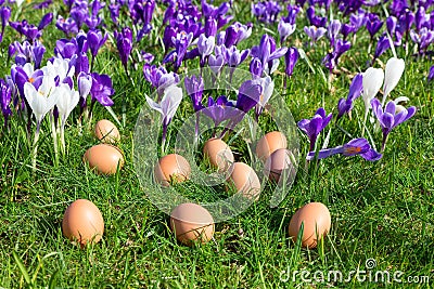 Loose eggs on grass with blooming crocuses Stock Photo