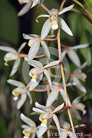 Loose Coelogyne Orchid Stock Photo