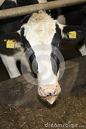 Loose keeping of cattle. Cow farm. Untethered cattle Stock Photo