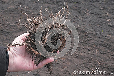 The loose root in the hands of the farmer on the background of the soil. The concept of spring gardening Stock Photo