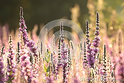 Loosestrife - Lythrum salicaria on the meadow at sunrise Stock Photo