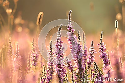 Loosestrife - Lythrum salicaria on the meadow at sunrise Stock Photo