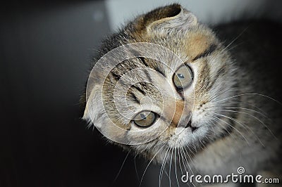 Lop-eared kittens. Lop-eared cat. Scottish fold Stock Photo