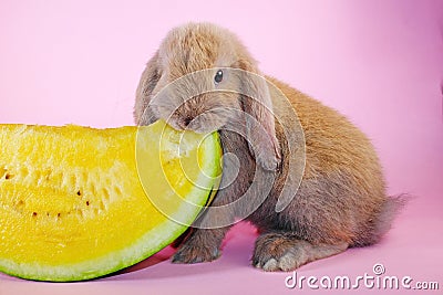 Lop eating watermelon Cute bunny rabbit kit on colorful studio background Stock Photo