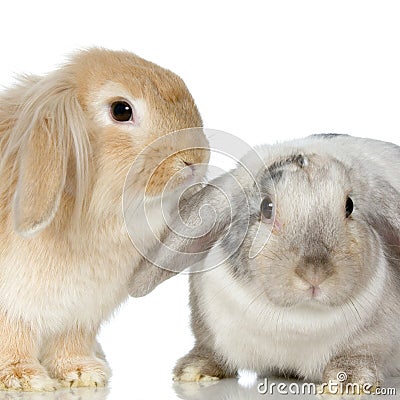 Lop Rabbit Stock Photo