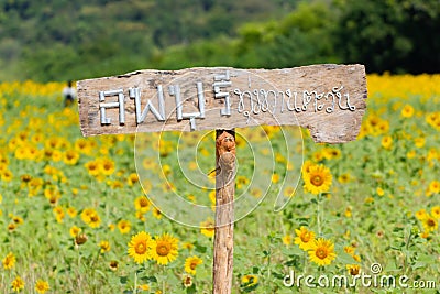 Lopburi, Thailand :- Dec 1, 2017:- Landmarks View Closeup Beautiful of a Sunflower or Helianthus in Sunflower Field Editorial Stock Photo