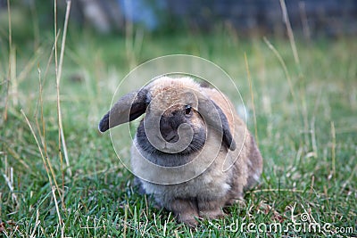 LopEared Bunny Stock Photo