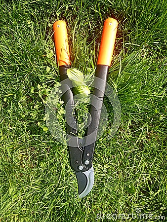 Lopper, pruner, cutting garden tool, Stock Photo