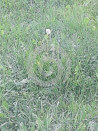 Lopsided dandelion Stock Photo