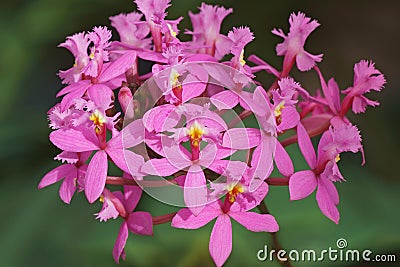 Lopsided Sar orchid flowers Stock Photo