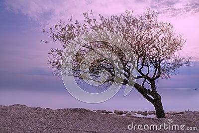 Lopsided Tree During Sunset in Goderich, Ontario Stock Photo