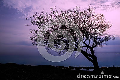 Lopsided Tree During Sunset in Goderich, Ontario Stock Photo