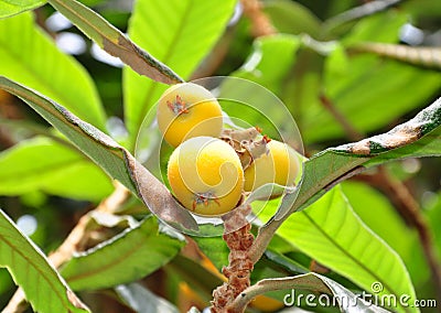 Loquat (Eriobotrya japonica) Stock Photo
