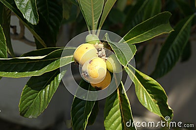 Loquat, Eriobotrya japonica Stock Photo