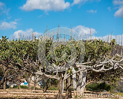 Loquat tree Stock Photo