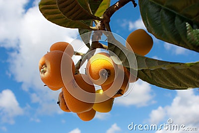 Loquat Tree Stock Photo