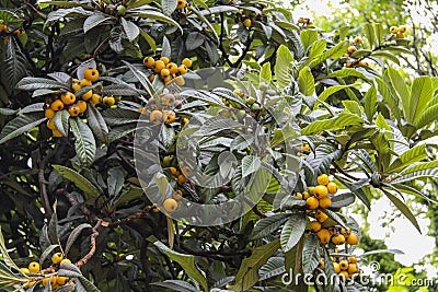 Loquat Tree Stock Photo