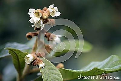 Loquat tree in bloom Stock Photo