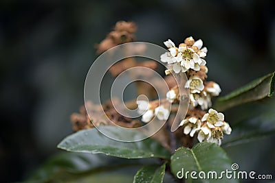 Loquat tree in bloom Stock Photo