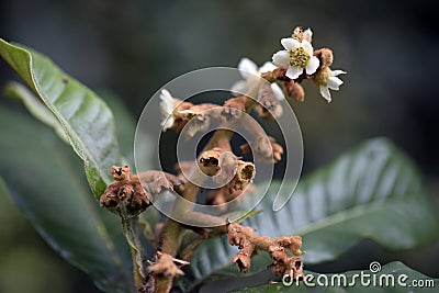 Loquat tree in bloom Stock Photo