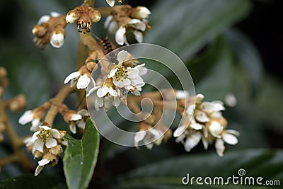 Loquat tree in bloom Stock Photo