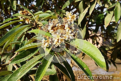 Loquat tree with flower Stock Photo