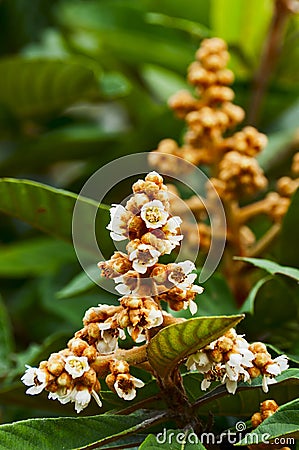 Loquat tree with flower Stock Photo