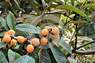 Loquat tree fruit green leaves nature agriculture Stock Photo