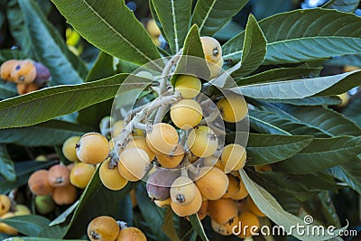 Loquat tree with fruits Stock Photo
