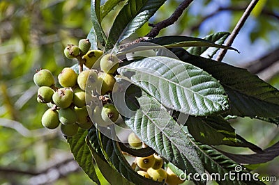 Loquat tree with mature fruits Stock Photo