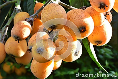 Loquat tree plant Stock Photo