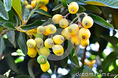 Loquat tree plant Stock Photo