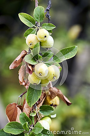 Loquats ripen on the branches Stock Photo