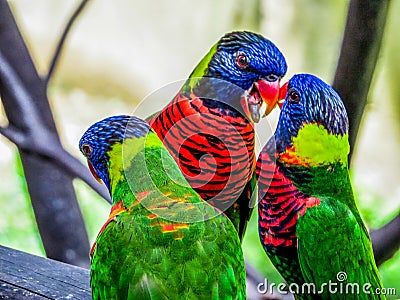 Lories small to medium-sized arboreal parrots Stock Photo
