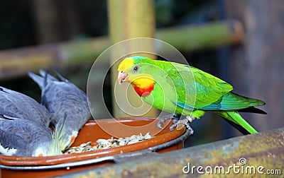 Lorikeet Birds feeding Stock Photo