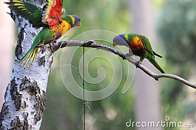 Lorikeet Birds in my Garden Stock Photo