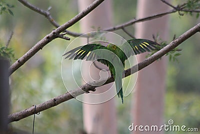 Lorikeet with Green and Yellow Colours Stock Photo