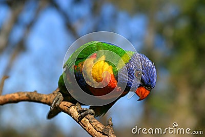 Lorikeet parrot Stock Photo