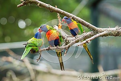 Lorikeets - a Colourful Rainbow Parrots Stock Photo