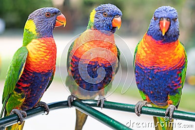 Lorikeets sitting together Stock Photo