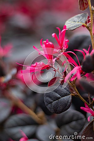 Loropetalum chinense Black Pearl Stock Photo