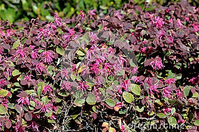 Loropetalum chinense, Chinese Fringe Flower Stock Photo