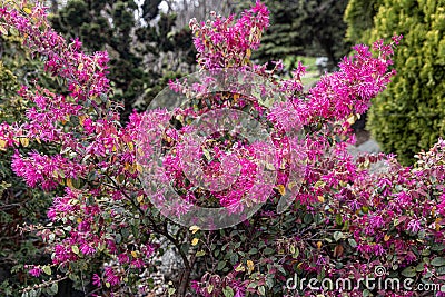 Loropetalum chinense, fire dance. The Redflower Loropetalum in the park. Botanical collection, pink flowers of Loropetalum Stock Photo