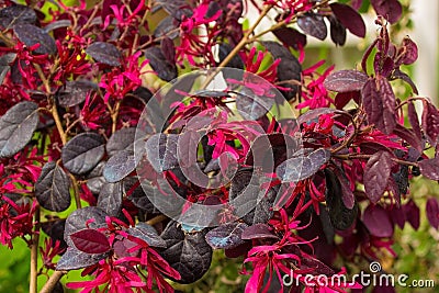 Loropetalum Chinense Stock Photo