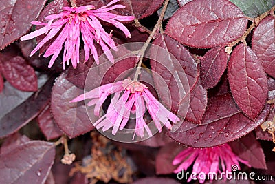 Loropetalum chinense rubrum `Chinese Pink`, Pink Chinese Fringe Flower Stock Photo