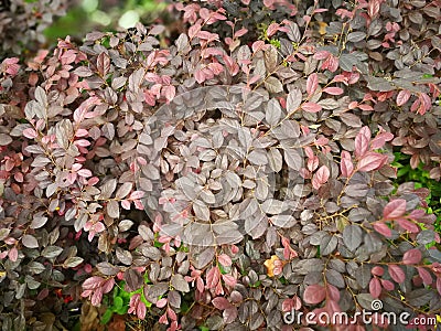 Loropetalum chinense var.rubrum Stock Photo