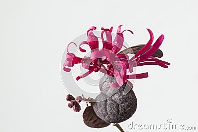 Loropetalum chinense var.rubrum Stock Photo