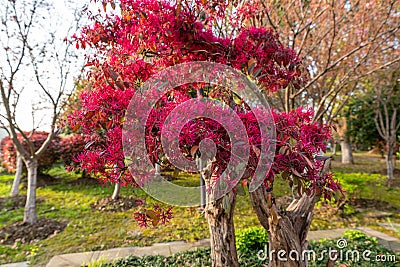 Loropetalum chinense var.rubrum at outdoors Stock Photo