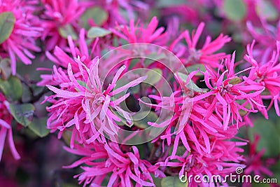 Loropetalum chinense is known as Chinese fringe-flower Stock Photo