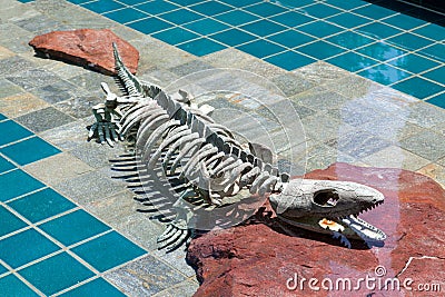 LOS ANGELES, CALIFORNIA/USA - JULY 28 : Alligator skeleton under Editorial Stock Photo